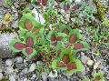 Calvary Clover, Prickly Medick, Clover / Medicago intertexta